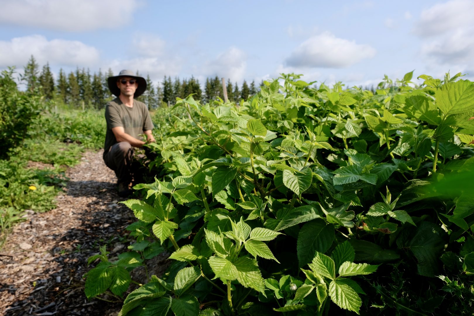 Kurt working in tree nursery bed at Prairie Hardy Nursery