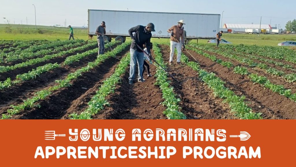 Weeding crop at Land of Dreams