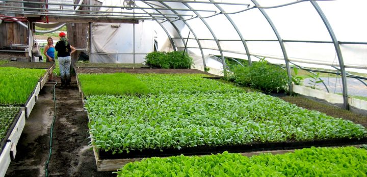 A greenhouse lined with wide tables, all full of green lettuce seedlings.