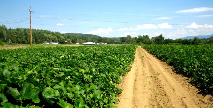 A dirt road in between two, lush squash fields on a sunny day with clear skies.