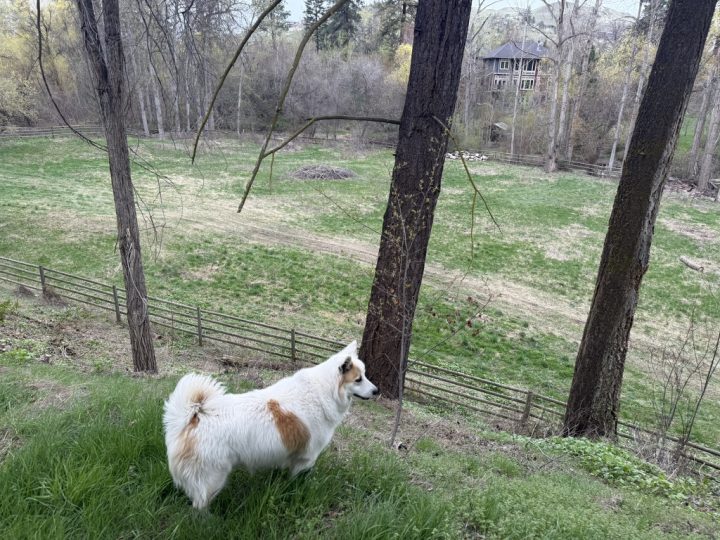 land with fenced grassy field and onlooking dog