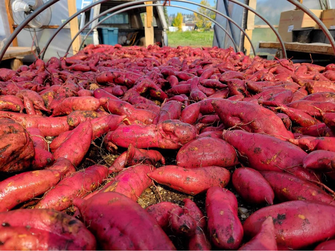 FARM JOB Oyama, BC 4 Elements Farm, Field and Orchard Hand Young Agrarians
