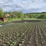 FARM JOB: 100 Mile House, British Columbia – Big Rock Ranch, Farm Hands