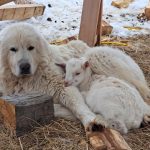 FARM JOB: Powell River, British Columbia – Coming Home Farm, Dairy Goat Farmer