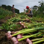 FARM JOB: Abbotsford, BC – Earth Apple Organic Farm, Lead Farm Hand