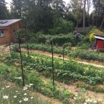 FARM JOB: Salt Spring Island, BC – Feral Farm, Sprout Harvester & Farm Hand