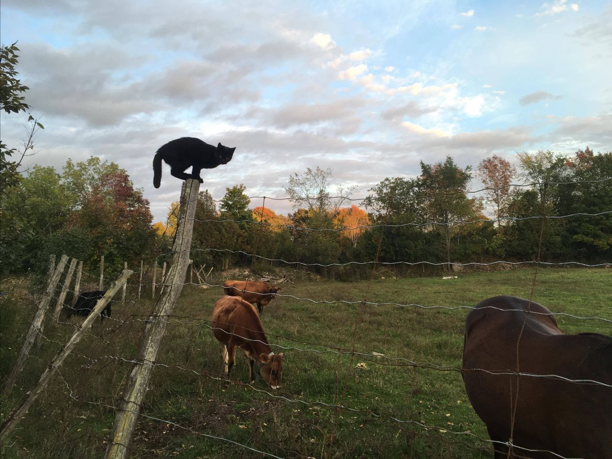 FARM JOB Montreal, QC Ferme coopérative aux Champs qui Chantent