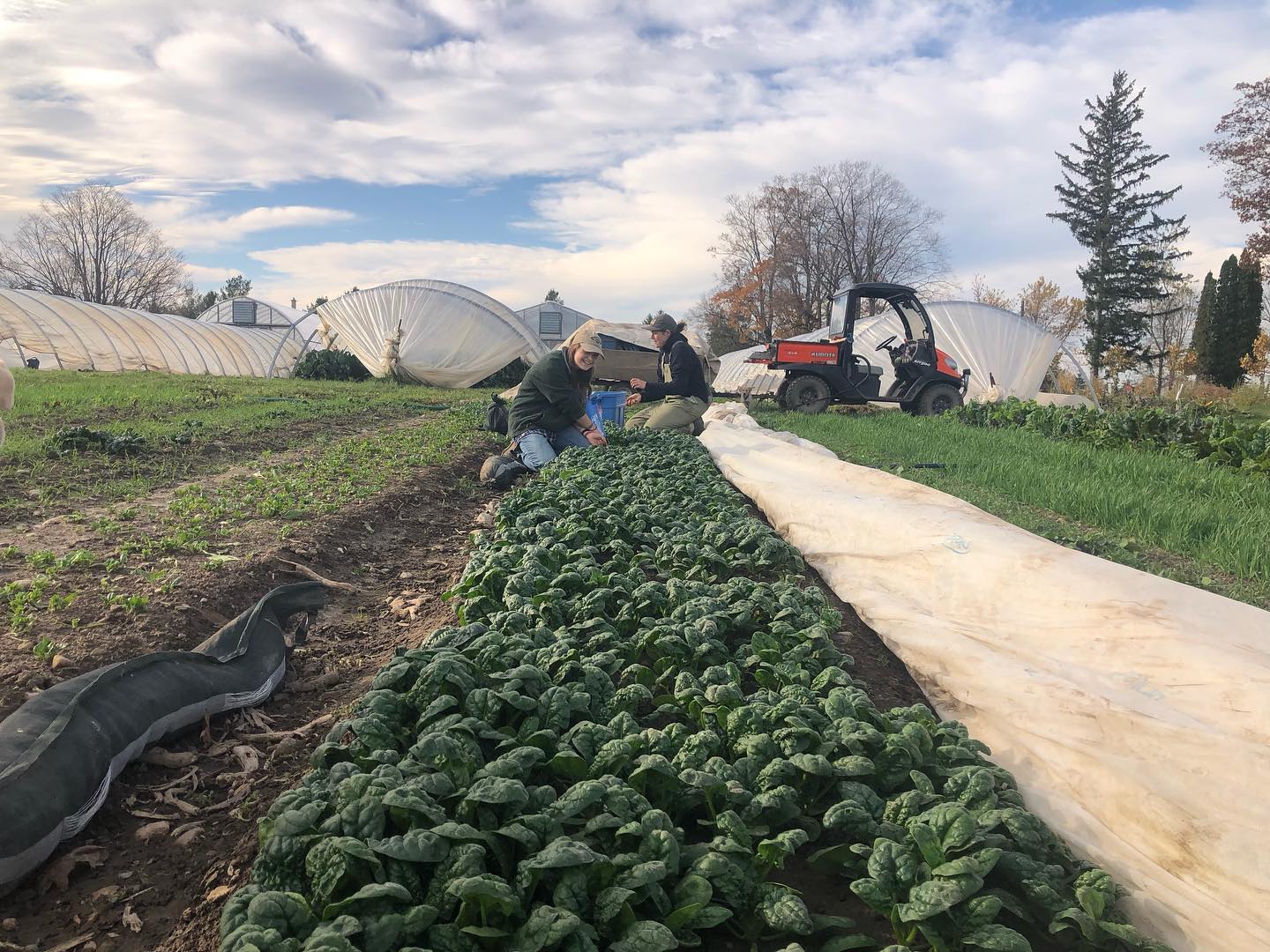 FARM JOB Belgrave, Ontario Firmly Rooted, Greenhouse Manager Young