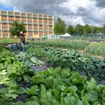 FARM JOB: Vancouver, BC – Fresh Roots, Schoolyard Farm Manager