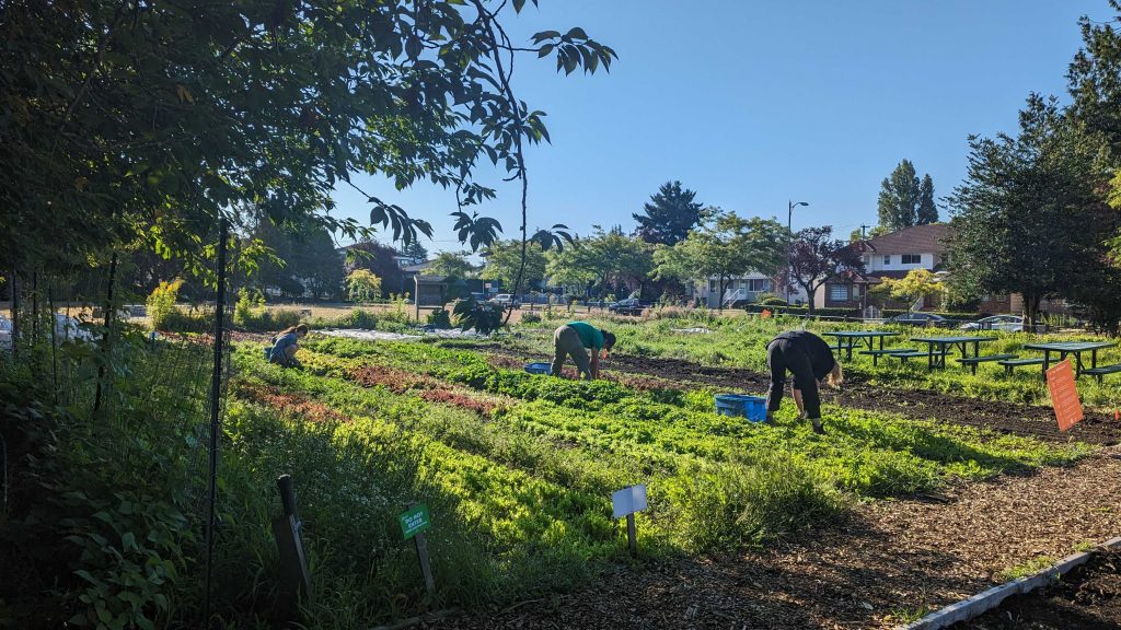 FARM JOB Vancouver, BC Fresh Roots Urban Farming Society, Good Food