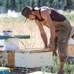FILLED – FARM JOB: Lillooet, BC – Golden Cariboo Honey, Beekeeper