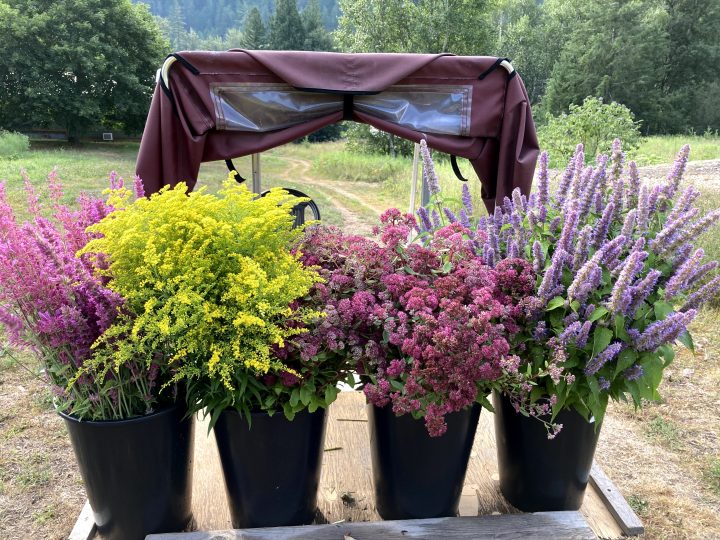 FARM JOB Nelson, BC Hummingbird Farm, Farm Hand & Farm Intern