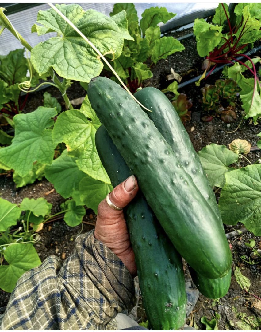 FARM JOB Winnipeg, MB Jonathan's Farm, Market Garden Workers (FT or