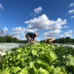 FARM JOB: Markham, ON – Joyfully Organic Farm, Farm Staff