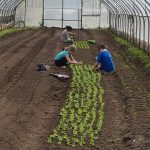 FARM JOB: North Saanich, BC – Kildara Farms, Farm Hand