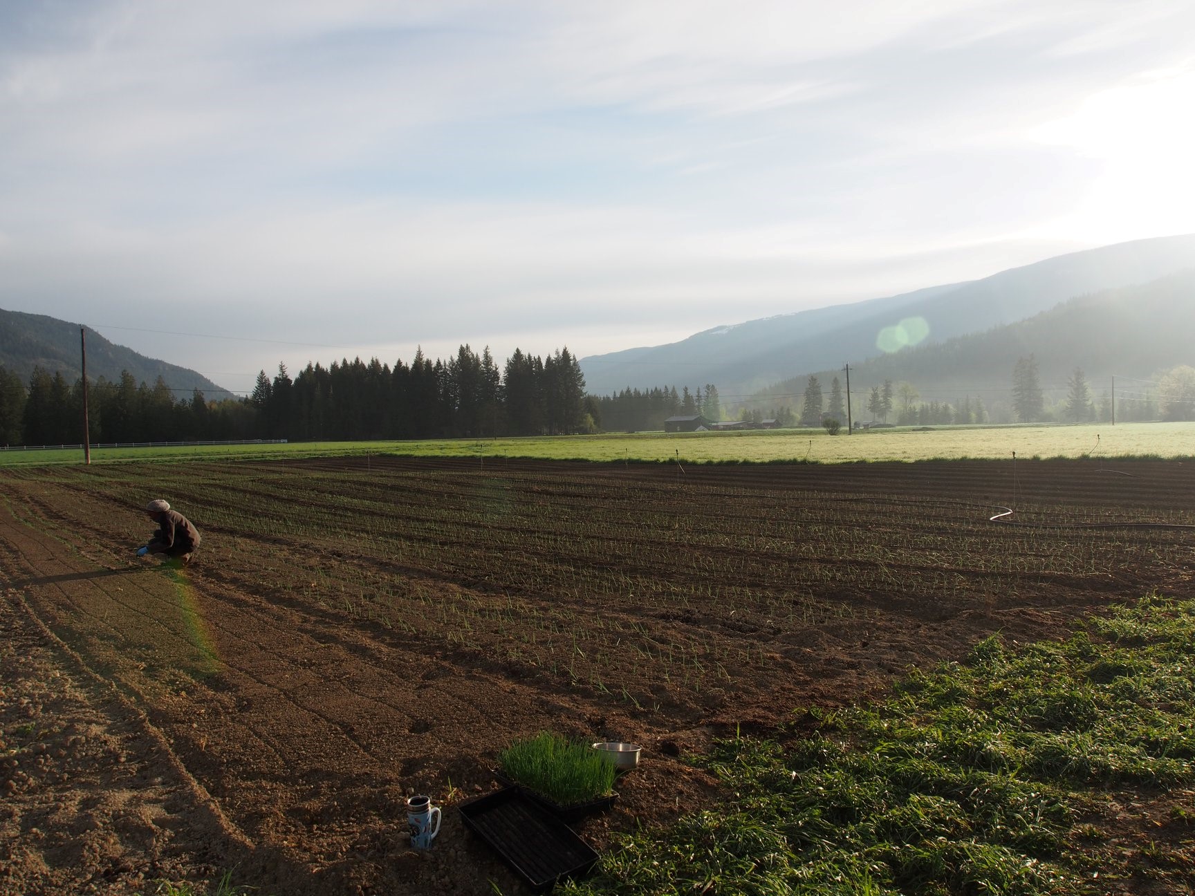 FARM JOB Enderby, BC Mara Valley Produce, Organic Farm Assistants