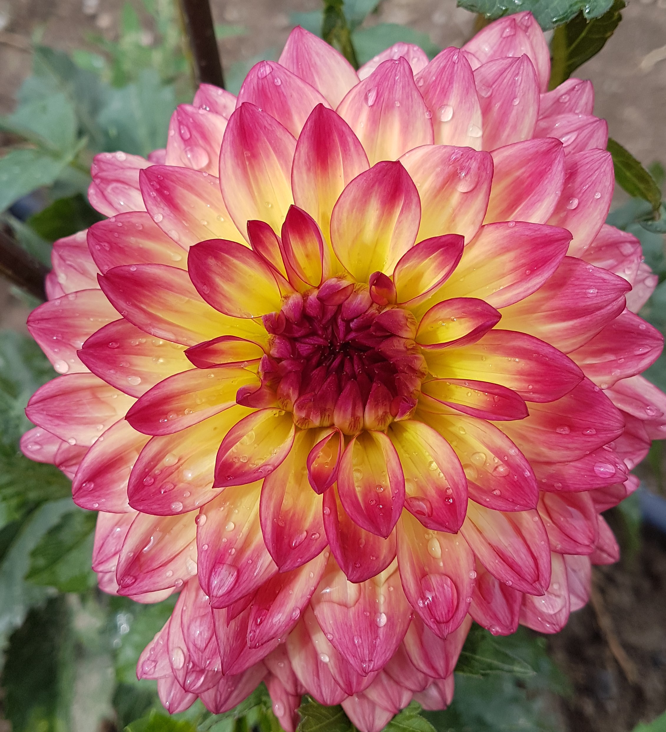 Morris-Flowers-Garden-Centre-1