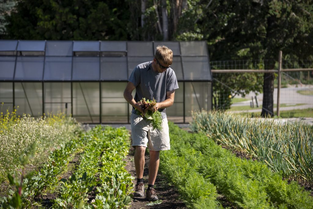O'Rourke Peak Cellars farm job