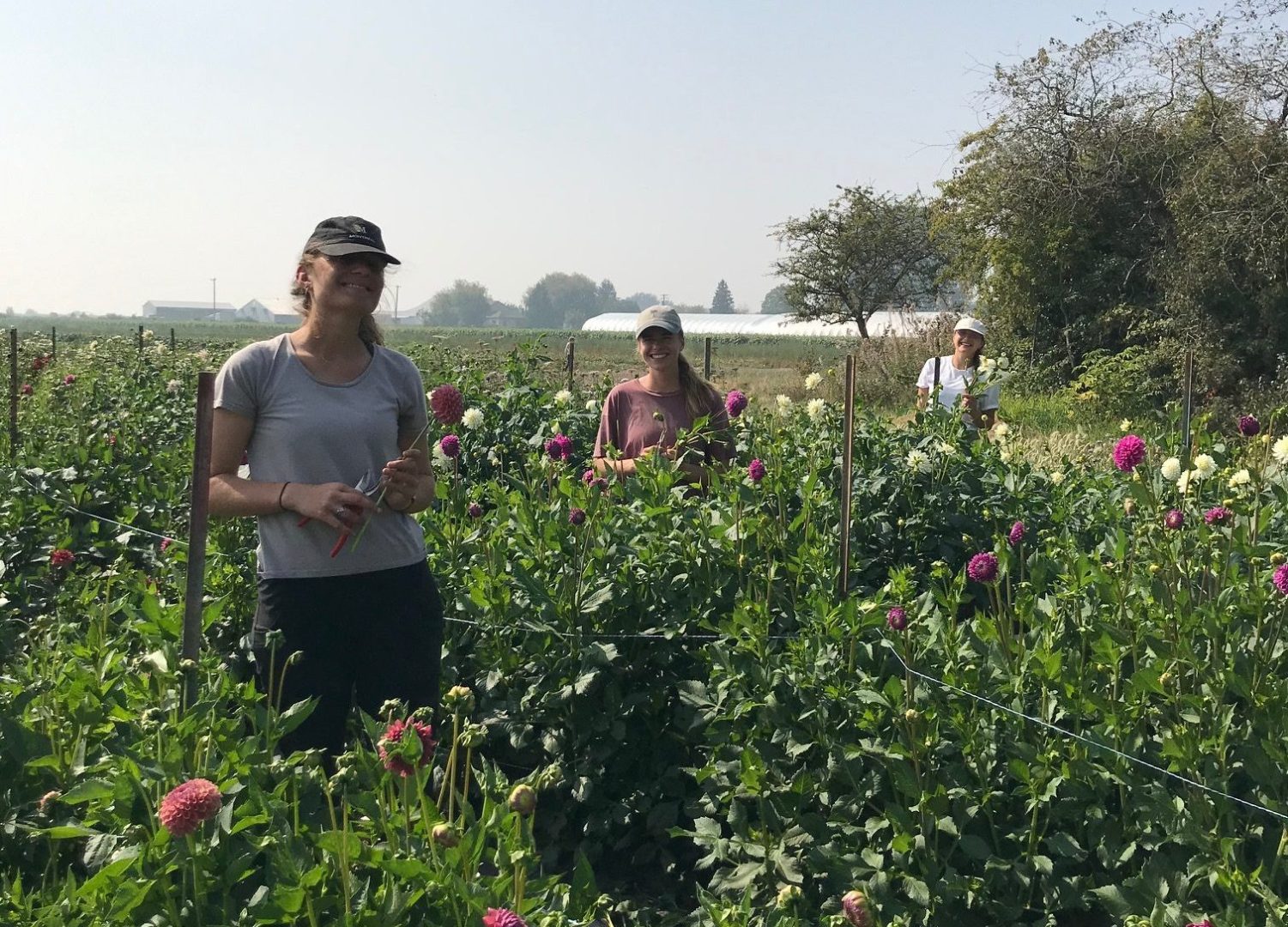FARM JOB Vancouver/Ladner, BC River and Sea Flowers, Farm Crew