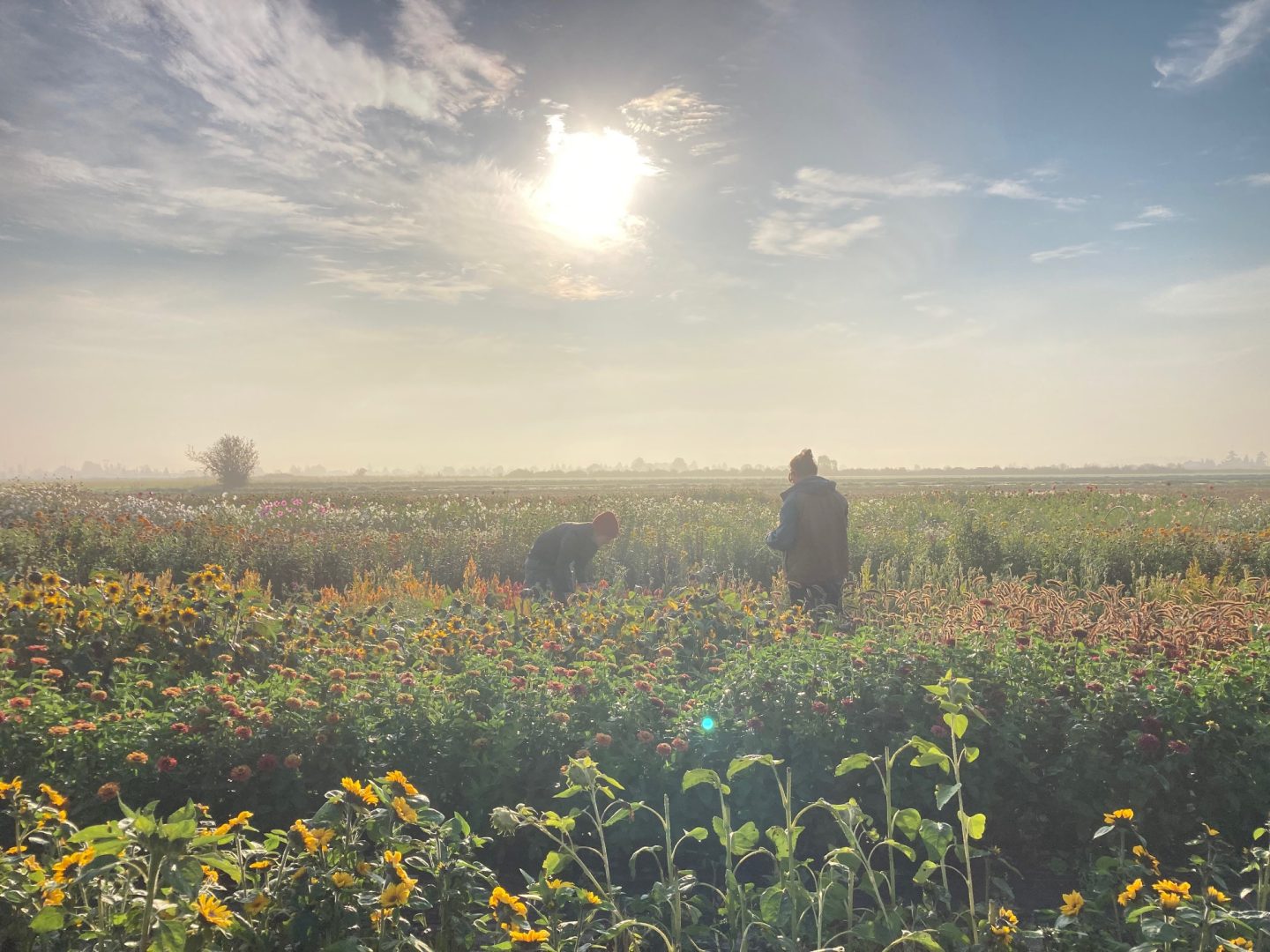 FARM JOB Vancouver/Ladner, BC River and Sea Flowers, Farm Crew