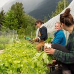 FARM JOB: Pemberton, BC – Rootdown Organic Farm, Field Crew with Optional Leadership Roles