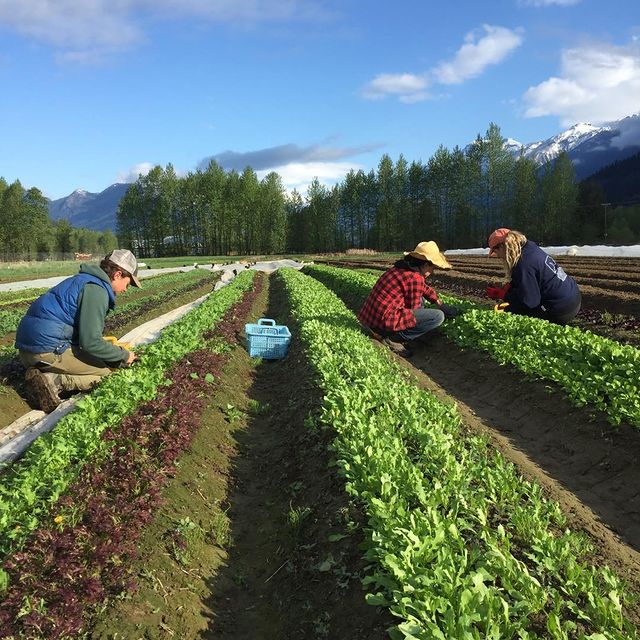 FARM JOB Pemberton, BC Rootdown Organic Farm, Field Crew
