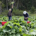 [FILLED] – FARM JOB: Metchosin/Victoria, BC – Sea Bluff Farm, Farm Hand