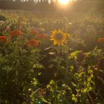 FARM JOB: Surrey, BC – Seed of Life Farm, Farm Hands!
