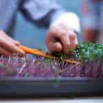 FARM JOB: Richmond, BC – Sky Harvest, Indoor Agriculture Production Innovator