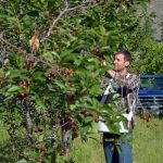 FARM JOB: Cawston, BC – Snowy Mountain Farm, Orchard Manager