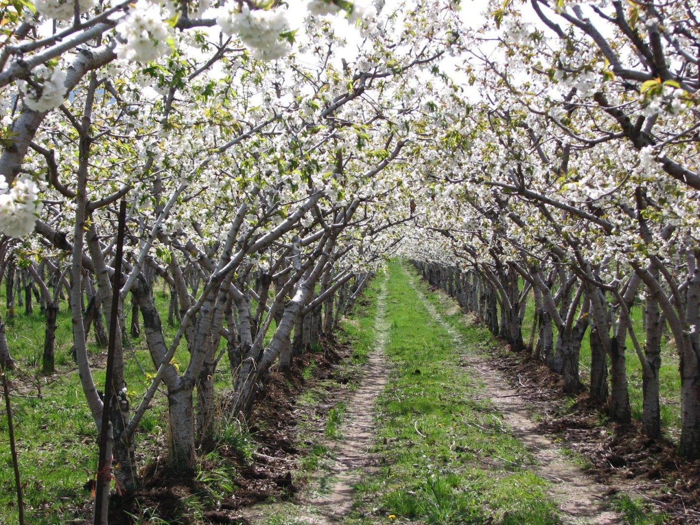 FARM JOB Cawston, BC Snowy Mountain Farm, Orchard Farm Hand