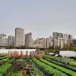 FARM JOB: VANCOUVER, BC – SOLE FOOD STREET FARMS, FARM MANAGER