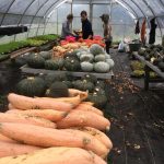 FARM JOB: Saanichton, BC – Square Root Farm, Farm Workers