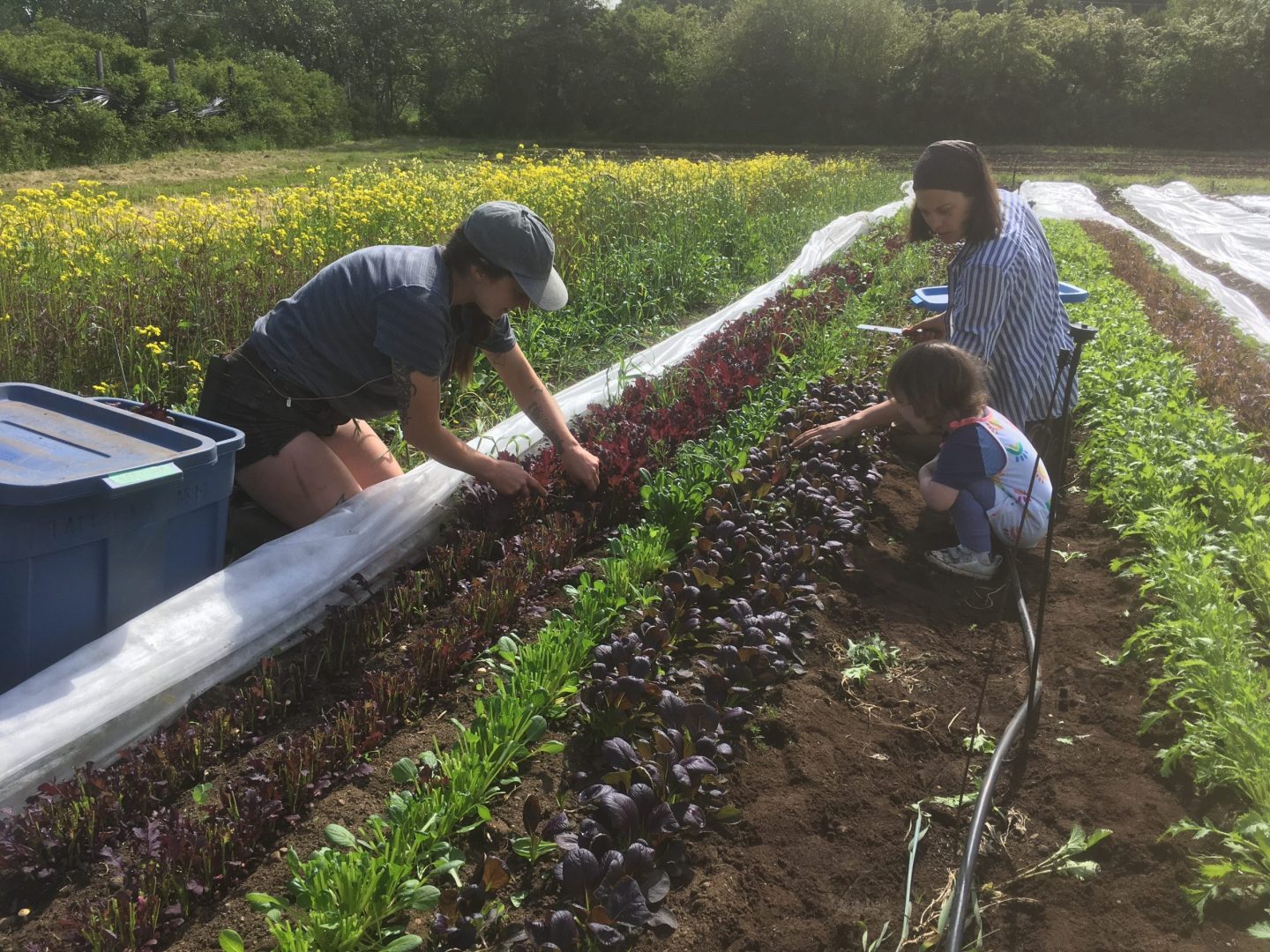 tatlo road farm
