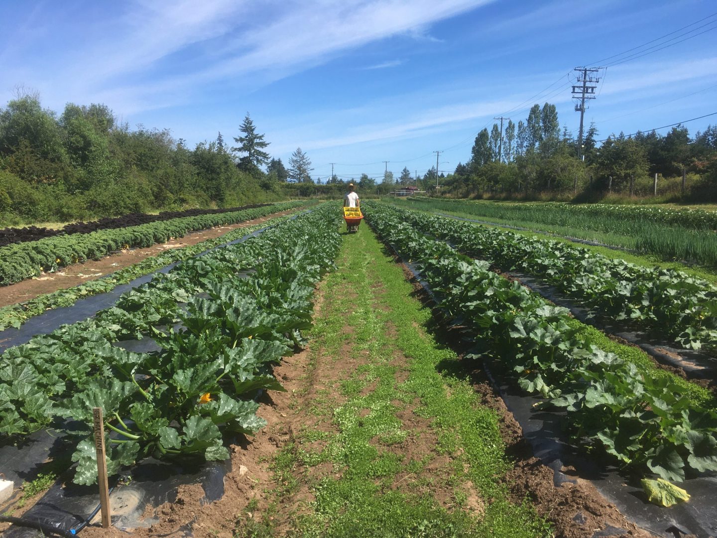 tatlo road farm