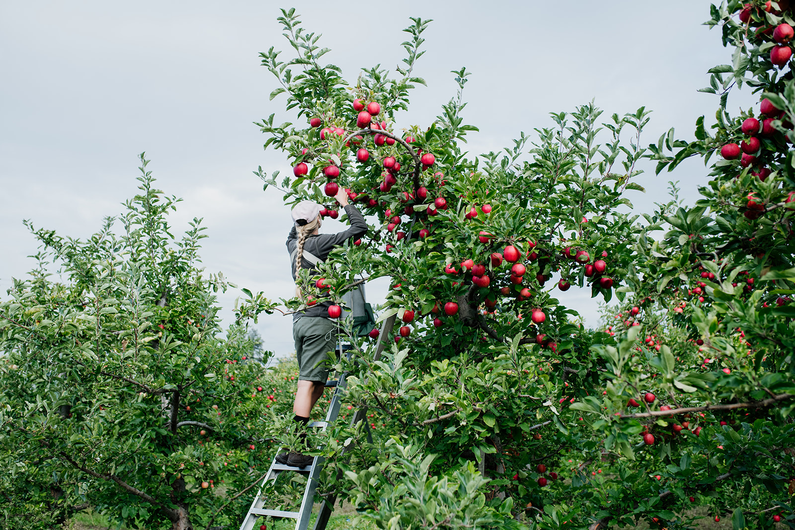 FARM JOBS Vernon, BC The BX Press Cidery, Apple Pickers