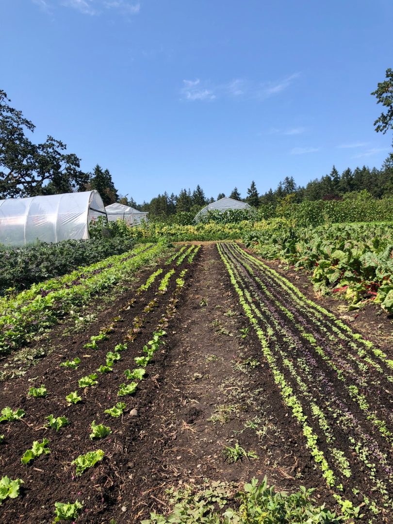 FARM JOB Victoria, BC Three Oaks Farm, PartTime Farmhand