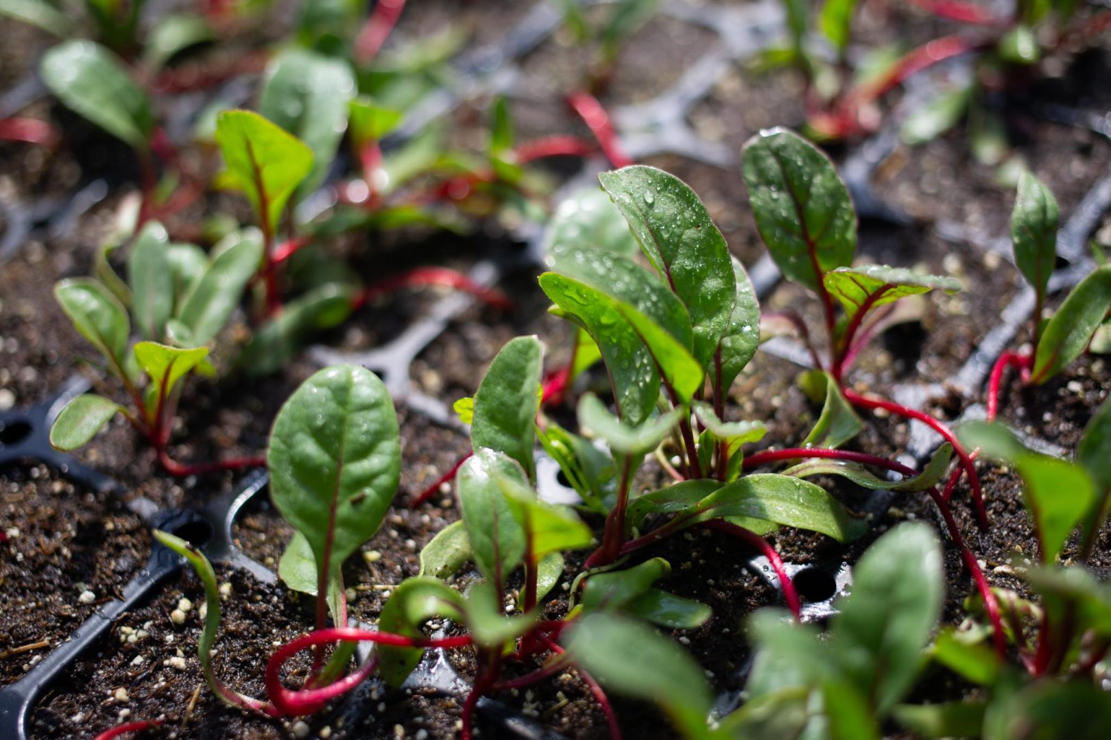 FARM JOB Saanich BC Trouble Acre Farm Hand Young Agrarians farm-job-saanich-bc-trouble-acre-farm-hand-young-agrarians