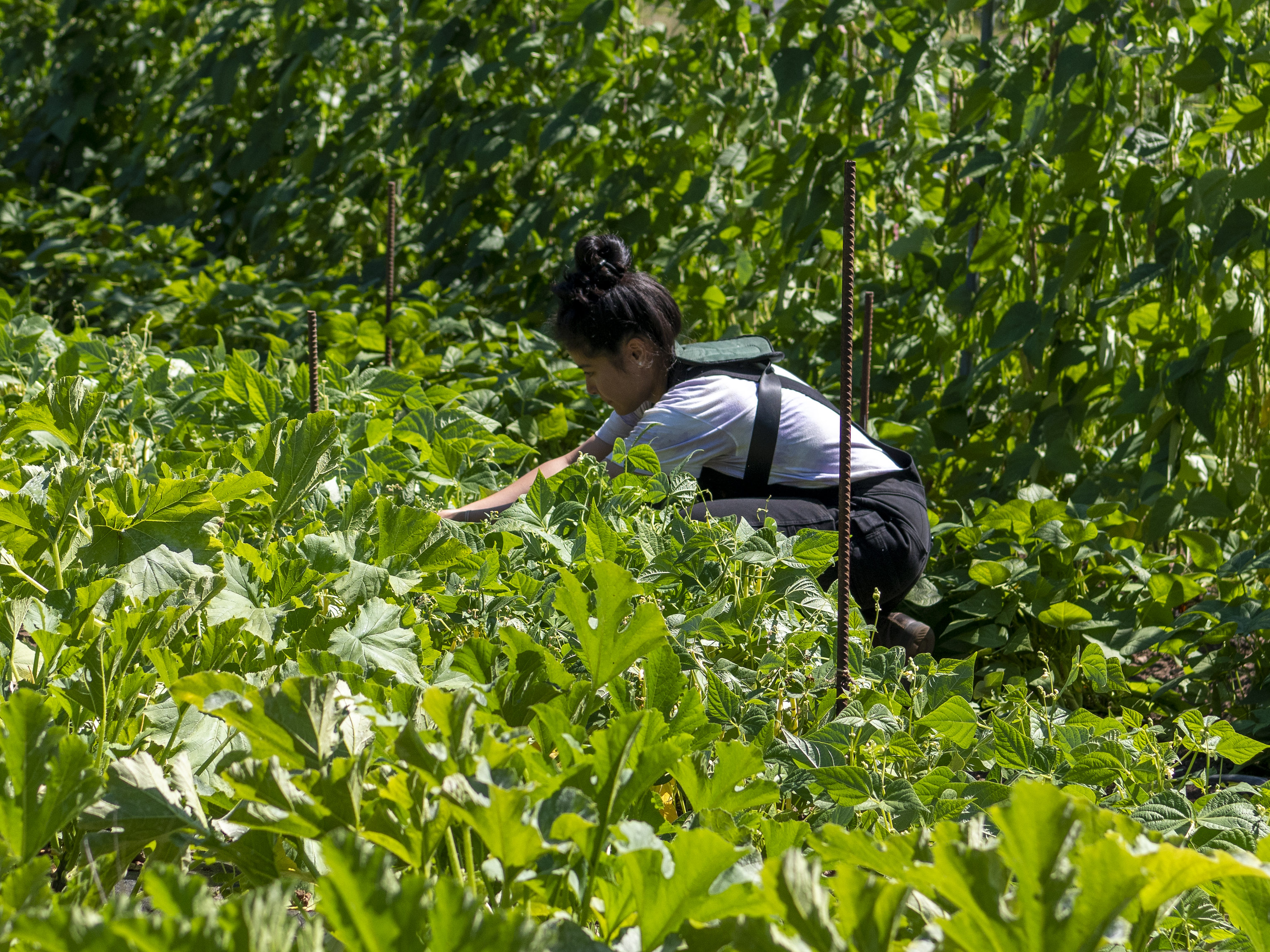FARM JOB Vancouver, British Columbia UBC Farm, Field Assistant