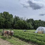 FARM JOB: Ottawa, ON – Vintage Soil Farm, Part Time Field Hand
