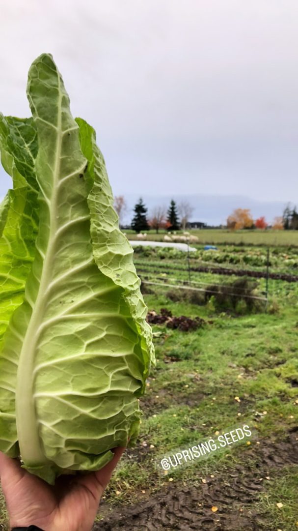 FARM JOB Ladner, BC Vive Le Veg Farm, Field Crew Young Agrarians