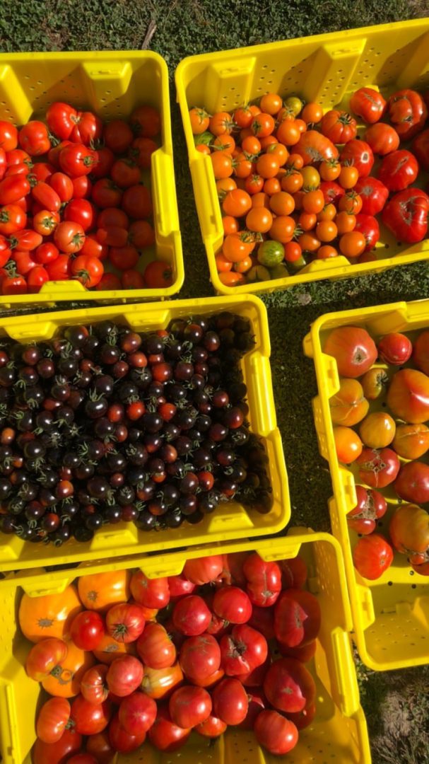 FARM JOB Ladner, BC Vive Le Veg Farm, Field Crew Young Agrarians