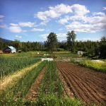 FARM JOB: Kispiox Valley, BC – WoodGrain Farm, Vegetable & Seed Farm Hand