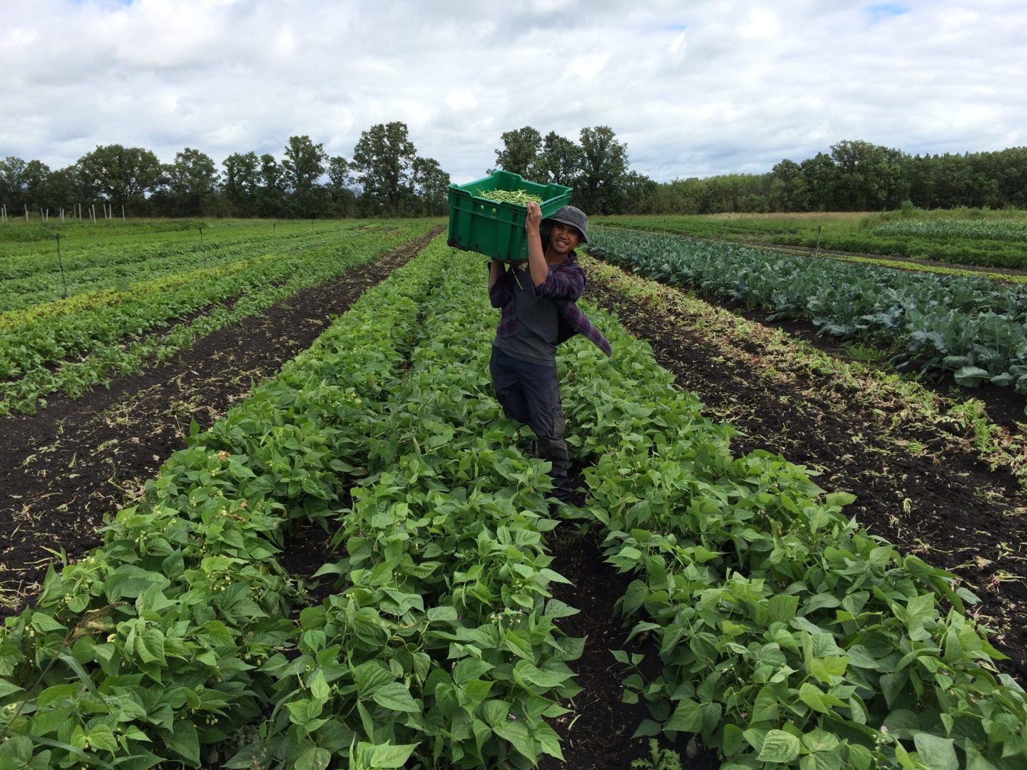 FARM JOBS Winnipeg, MB Jonathan's Farm, Market Gardeners & Field and